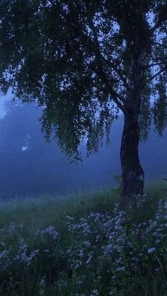 a tree in the middle of a grassy field at night with fog on the ground