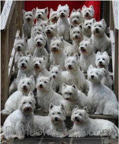 a group of white dogs sitting on top of steps