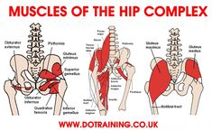 an image of the hip muscles and their corresponding parts to help you understand what they are doing