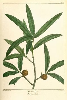 an illustration of a tree with nuts on it's branches and leaves in the foreground