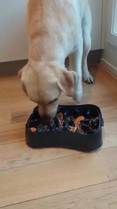 a white dog eating food out of a black bowl