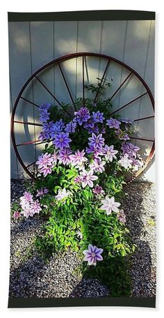 purple and white flowers in front of a wheel hand towel by panoramic images