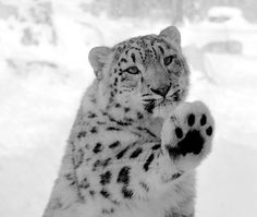 a snow leopard standing on its hind legs with it's paw in the air