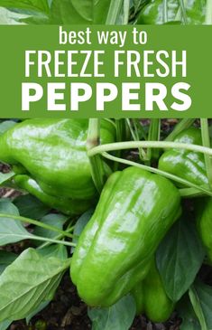 green peppers growing in the garden with text overlay that reads best way to freeze fresh peppers