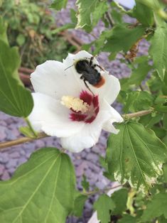 a bee sitting on top of a white flower next to green leafy plants and gravel