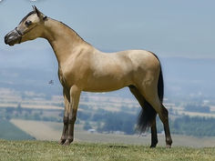 a brown horse standing on top of a lush green field