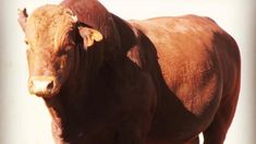 a brown cow standing on top of a dry grass covered field and looking at the camera