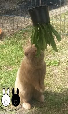 a cat sitting in the grass with a potted plant on it's head