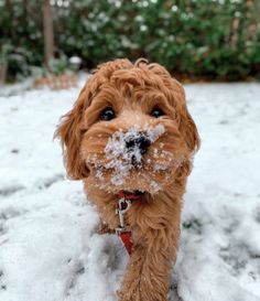 a small brown dog standing in the snow