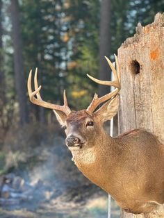 a deer standing next to a wooden post with antlers on it's head