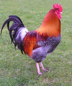 a rooster standing on top of a lush green field