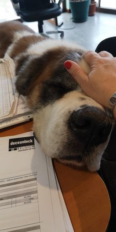 a dog laying on top of a wooden desk next to a person's hand