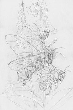 pencil drawing of two bees on a flower