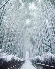 snow covers the trees and walkways in this snowy forest scene, as seen from an empty train track