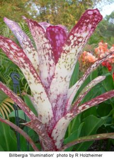 a close up of a plant with red and white flowers in the backgroud