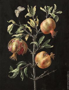 a painting of pomegranates and leaves on a branch with a butterfly