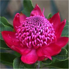 a large pink flower with green leaves around it's center and purple stamen