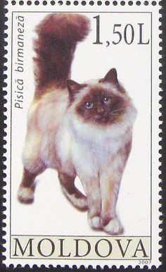 a postage stamp with a cat on it's front and back side, which reads moldovaa