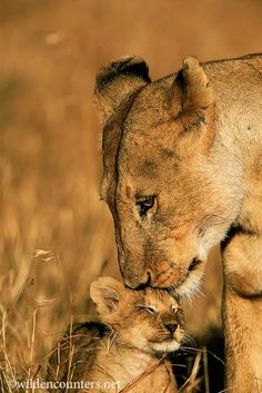 a lion and its cub are standing in the grass