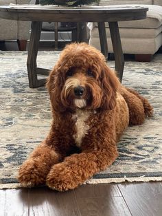 a brown dog laying on top of a wooden floor next to a table and chair