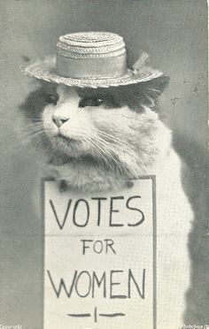 Women's History, Silly Cats, Pretty Cats, Cat Photo