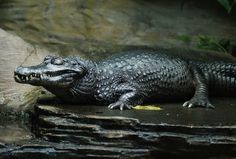 an alligator laying on top of a rock