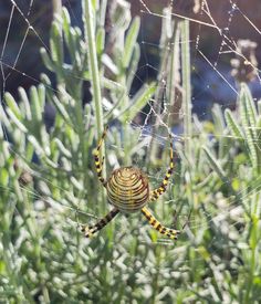 a yellow and black spider sitting on its web in the middle of some green plants