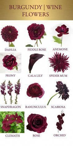 a bunch of different types of flowers on a white background with the words burgundy wine flowers