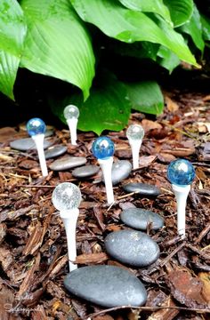 some rocks are sitting on the ground near grass and plants with blue glass balls in them