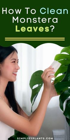 a woman cleaning her houseplant with the words how to clean monstera leaves?