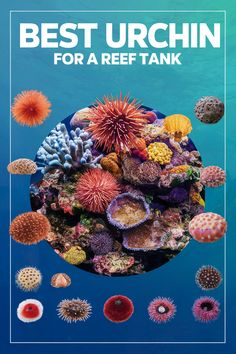 Create a thriving reef tank with confidence! Learn how to choose the best reef-safe urchin for your aquarium and avoid harming coral reefs. Save this pin for later and get expert tips on keeping your underwater world healthy and beautiful!