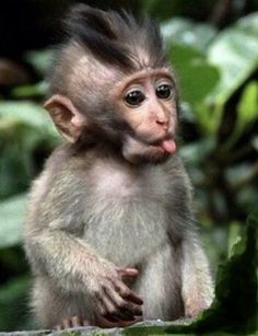 a small monkey sitting on top of a rock