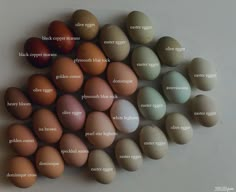 an image of eggs labeled in words on a white surface with the names of them