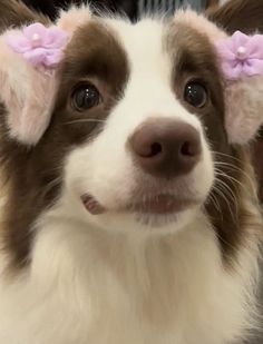 a brown and white dog with pink bows on it's ears looking at the camera