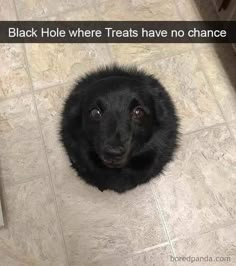 a black dog sitting on top of a white tile floor next to a wall with the caption that reads, i'm not afraid to ask hole where treats have no chance