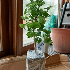 a potted plant sitting on top of a cardboard box next to a glass window