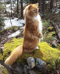 an orange and white cat sitting on top of a moss covered rock in the woods