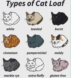 the types of cats that can be found in different colors and sizes, including white, black