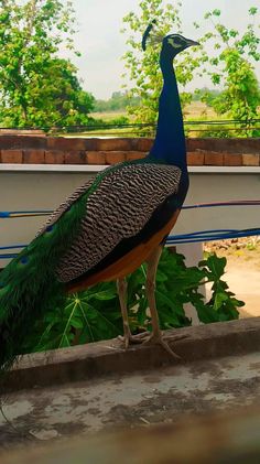 a peacock standing on the ground next to some plants