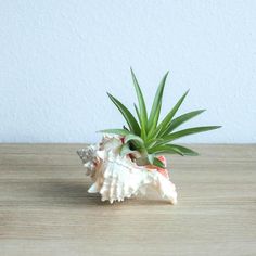 an air plant sitting on top of a wooden table