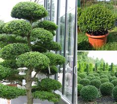 several different types of trees in pots