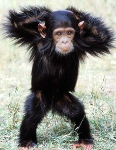 a baby chimpan standing on its hind legs with it's hair blowing in the wind