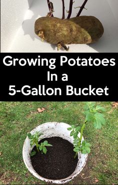 growing potatoes in a 5 gallon bucket with text overlay reading growing potatoes in a 5 gallon bucket