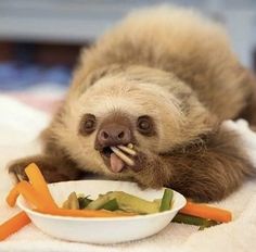 a baby sloth eating food from a white bowl on top of a towel with carrots and celery