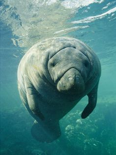 a manant under water holding a sign that says save the humans