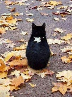 a black cat sitting on the ground surrounded by yellow and orange leaves with a star pinned to it's back