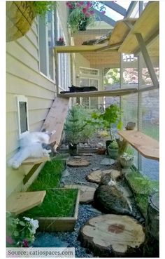 a cat laying on top of a wooden bench next to a building with plants growing out of it