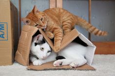 two cats playing in a cardboard box on the floor