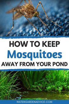 Mosquitoes can make it hard to enjoy your backyard pond. Here are some easy ways to keep mosquitoes away from your pond. #backyardponds #ponds #gardenponds Garden Ponds Ideas, Ponds Ideas, Fish Ponds Backyard, Farm Pond, Goldfish Pond, Building A Pond