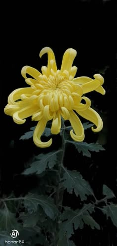 a large yellow flower sitting on top of a lush green leaf covered forest floor in front of a black background